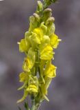 Linaria genistifolia