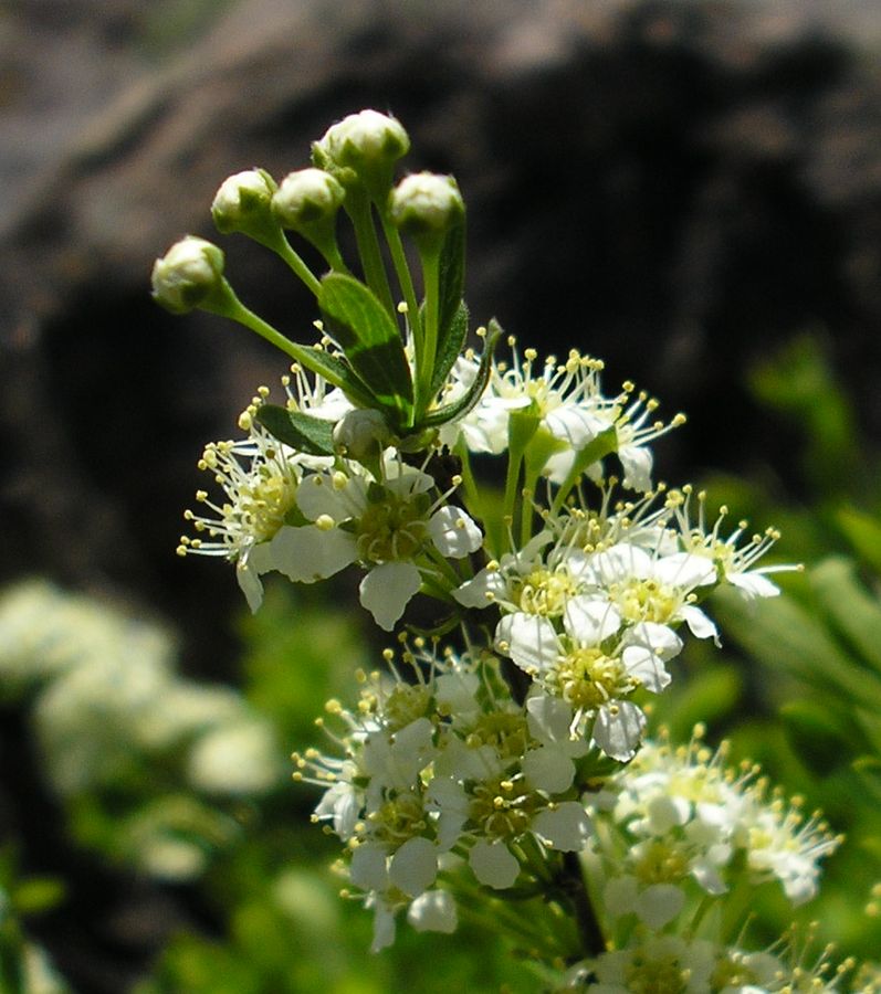 Image of Spiraea hypericifolia specimen.