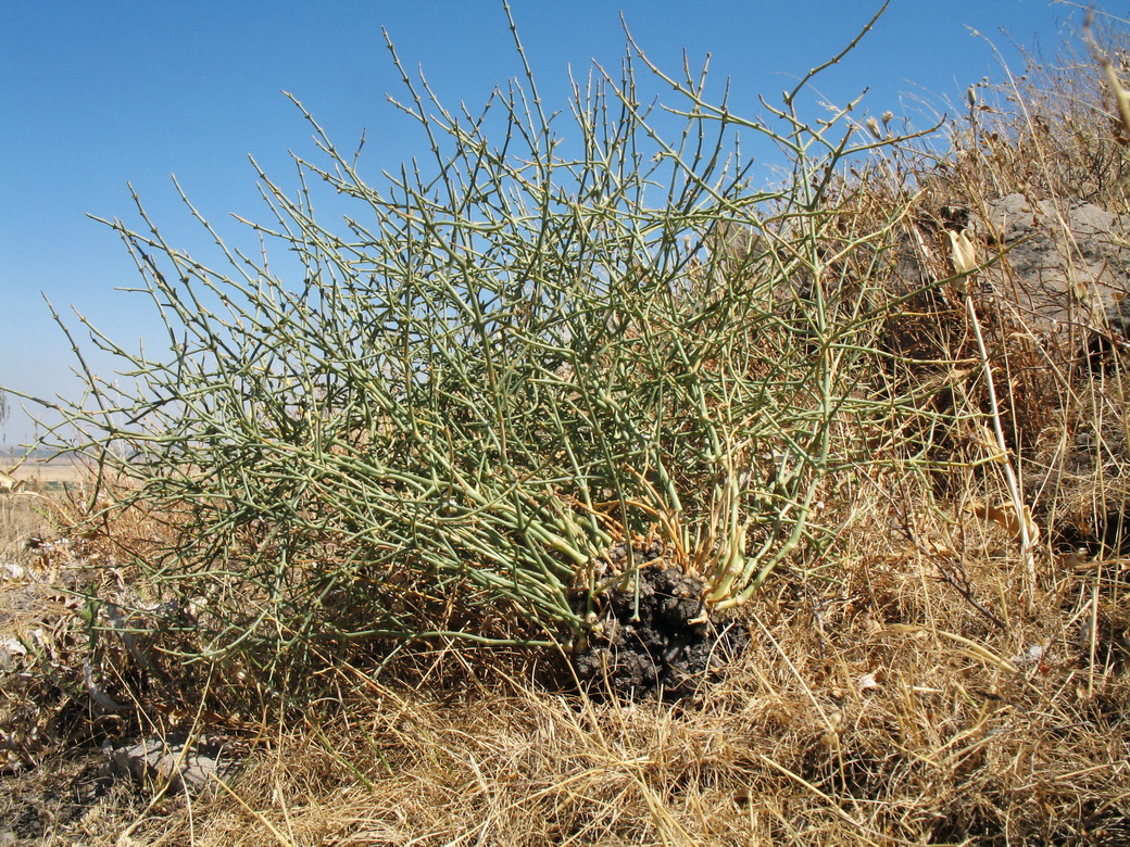 Image of Anabasis jaxartica specimen.