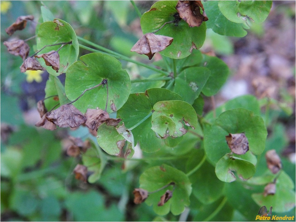 Image of Euphorbia amygdaloides specimen.