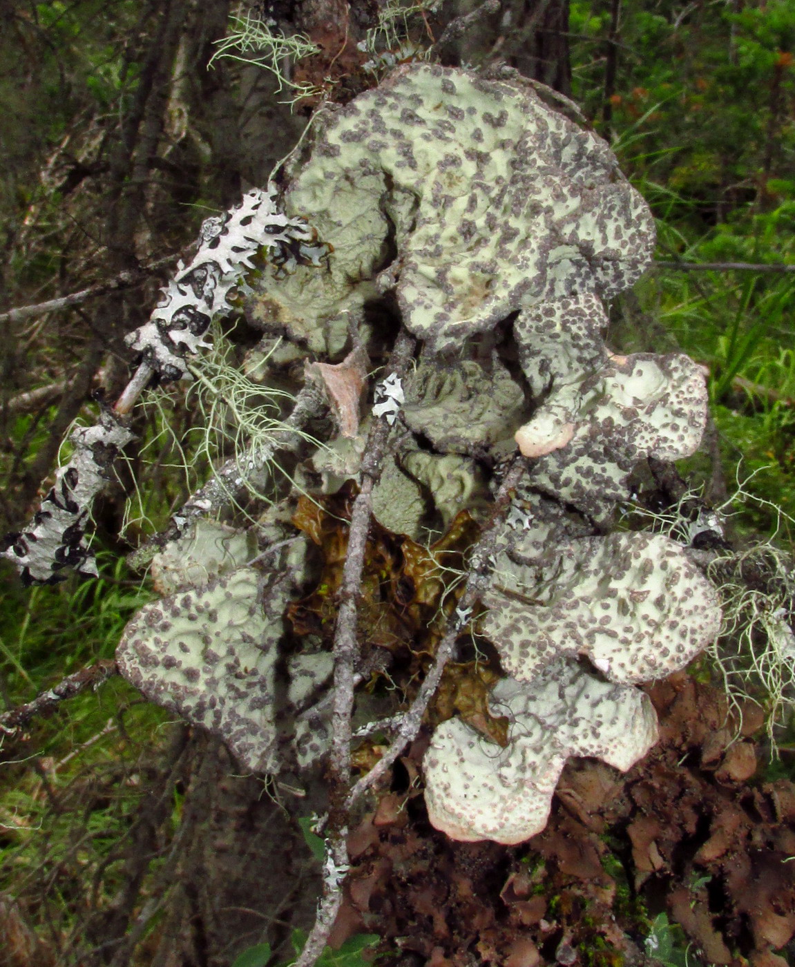 Image of Lobaria jenisseensis specimen.