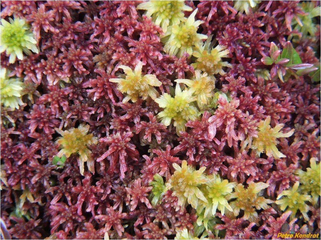 Image of genus Sphagnum specimen.