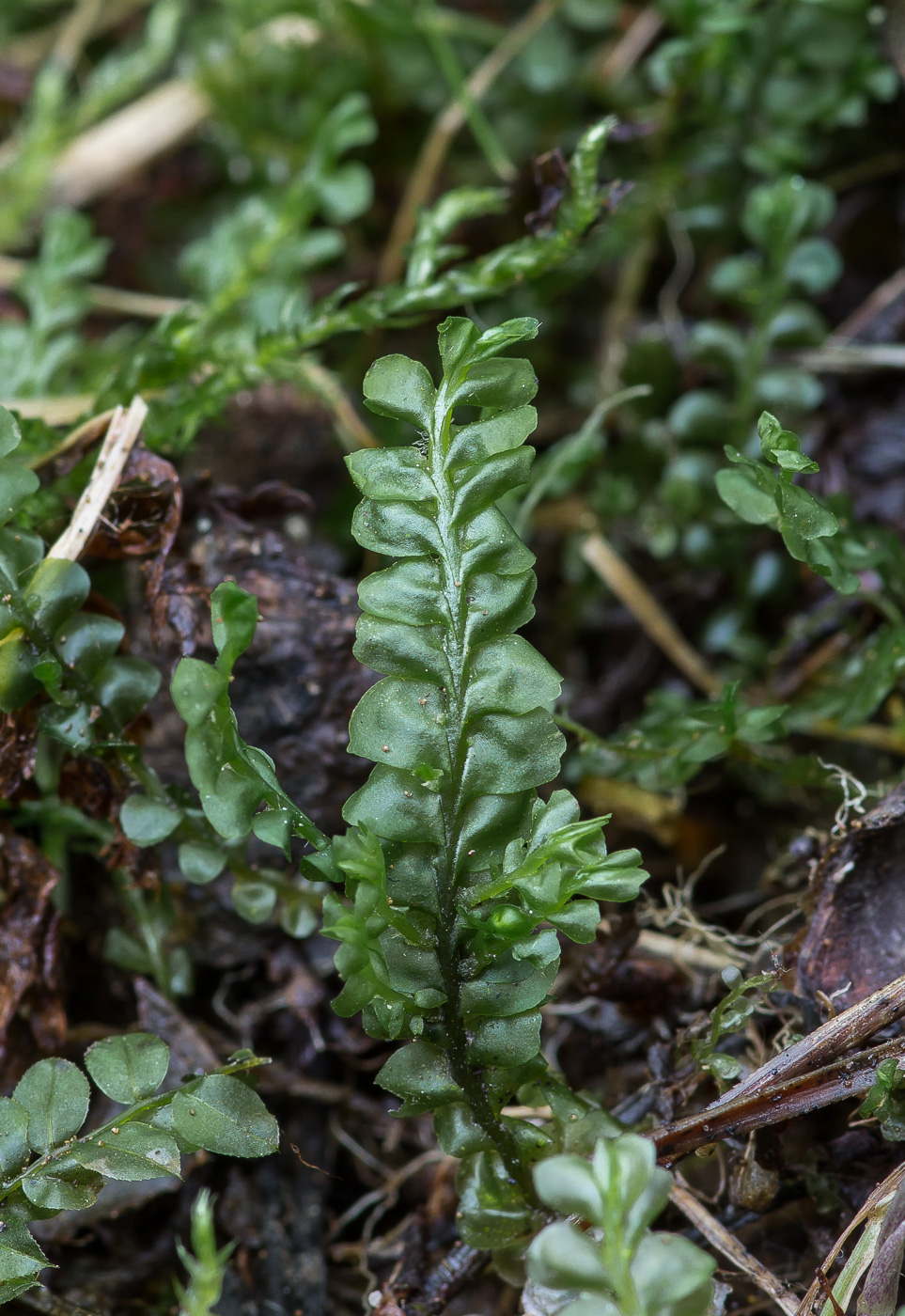 Изображение особи Plagiochila asplenioides.