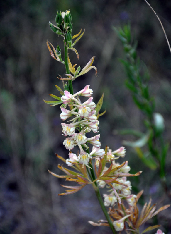 Image of Delphinium biternatum specimen.