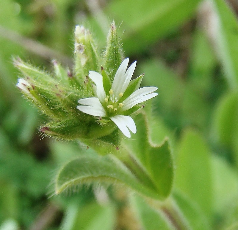 Image of Cerastium glomeratum specimen.