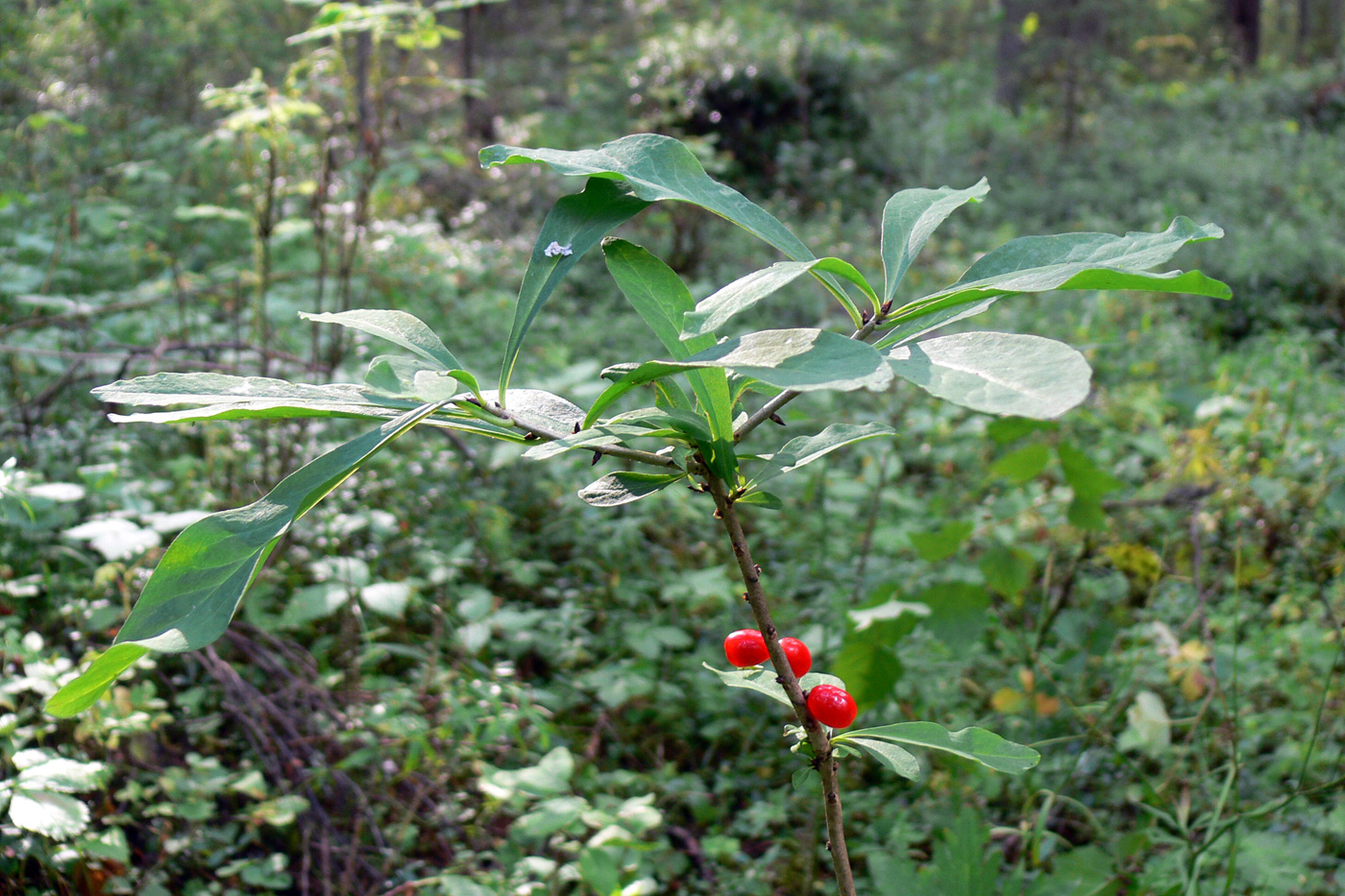 Image of Daphne mezereum specimen.