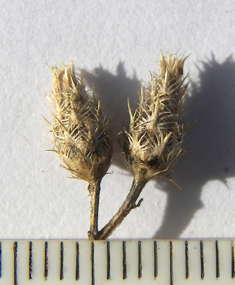 Image of Centaurea diffusa specimen.