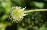 Geum aleppicum. Плод. Амурская обл., Бурейский р-н, окр. пос. Малиновка. 17.07.2016.