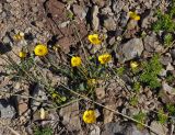 Ranunculus