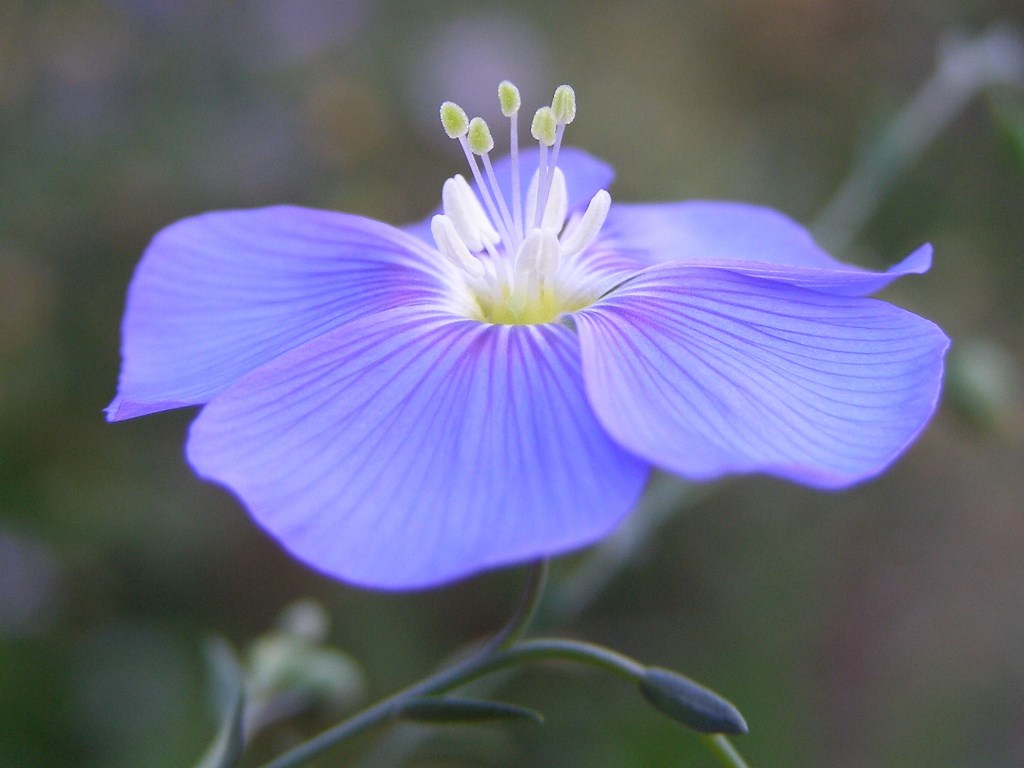 Изображение особи Linum perenne.