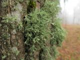 Ramalina farinacea