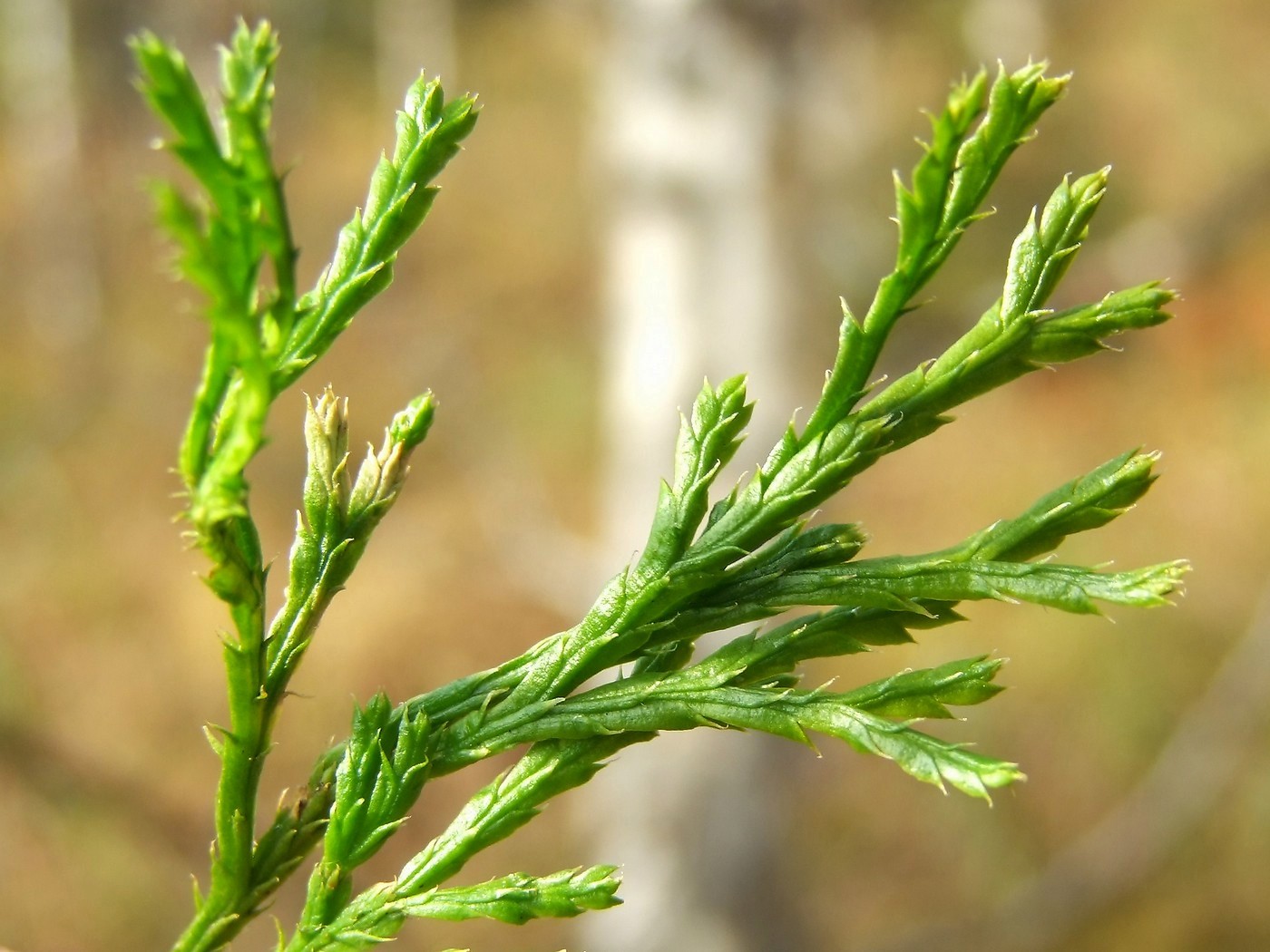 Image of Diphasiastrum complanatum specimen.