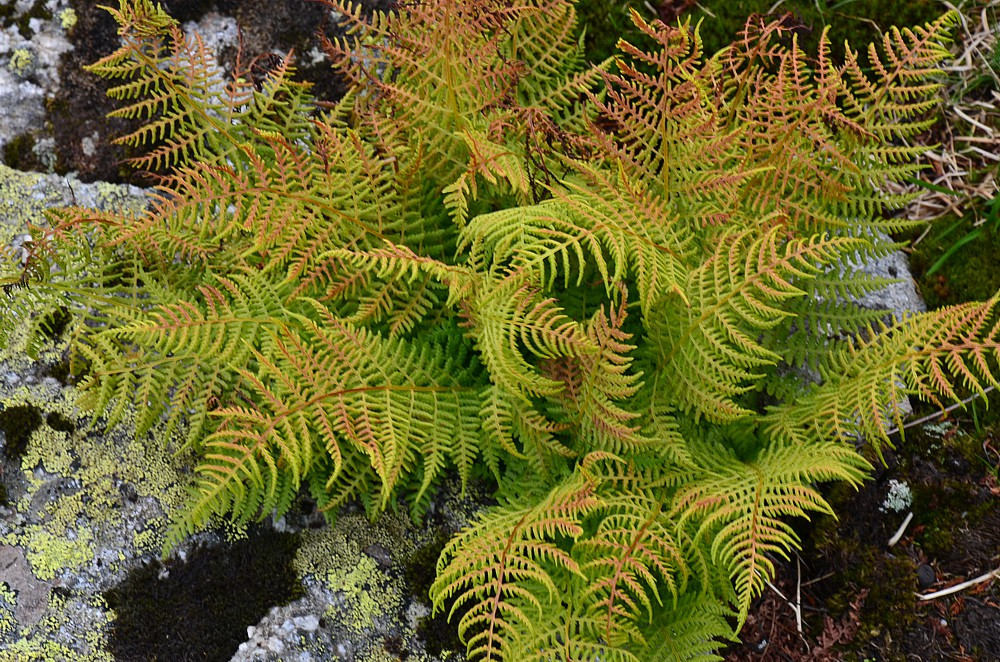 Image of Athyrium distentifolium specimen.