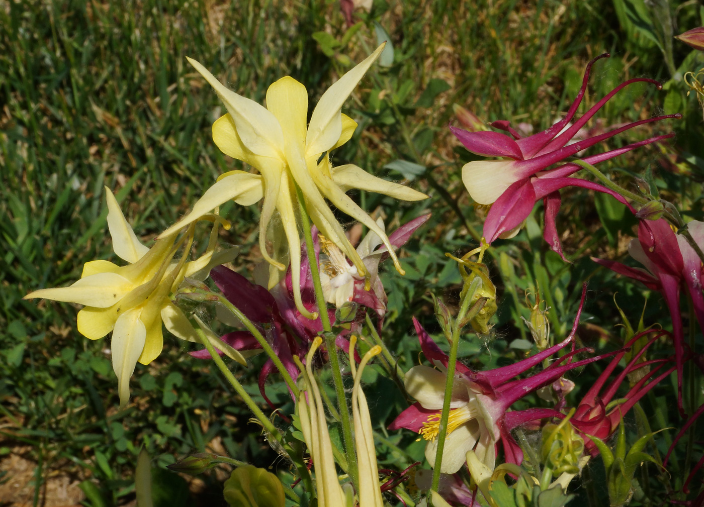 Изображение особи Aquilegia coerulea.