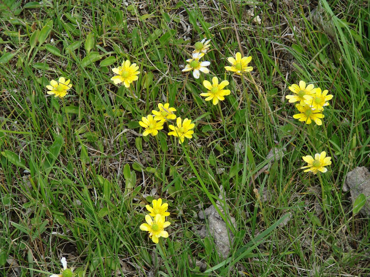Image of Halerpestes salsuginosa specimen.