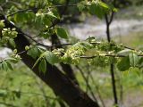 Ulmus glabra. Ветвь с соплодиями. Северная Осетия, нижняя часть Куртатинского ущелья. 06.05.2010.