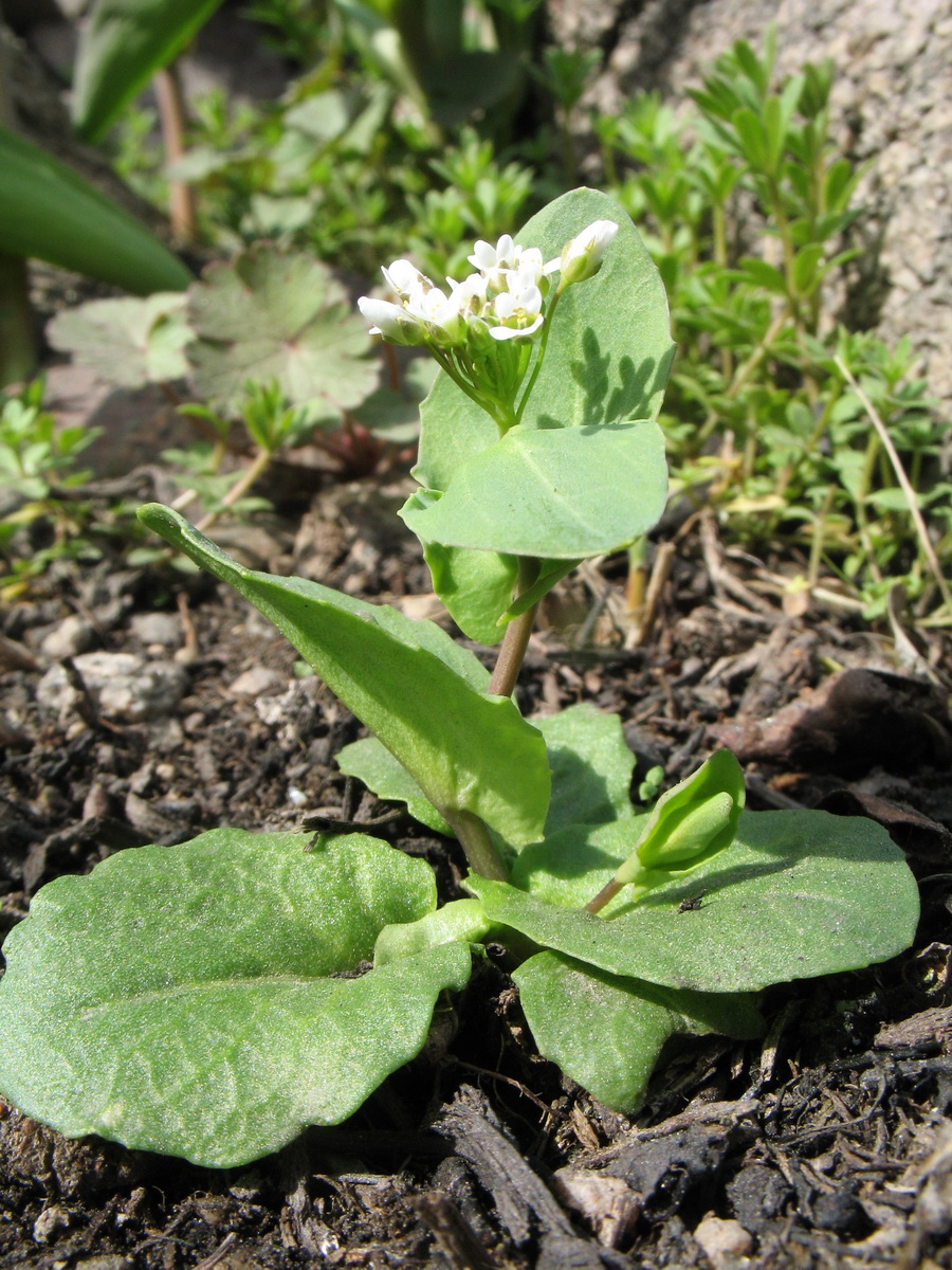 Image of Microthlaspi perfoliatum specimen.