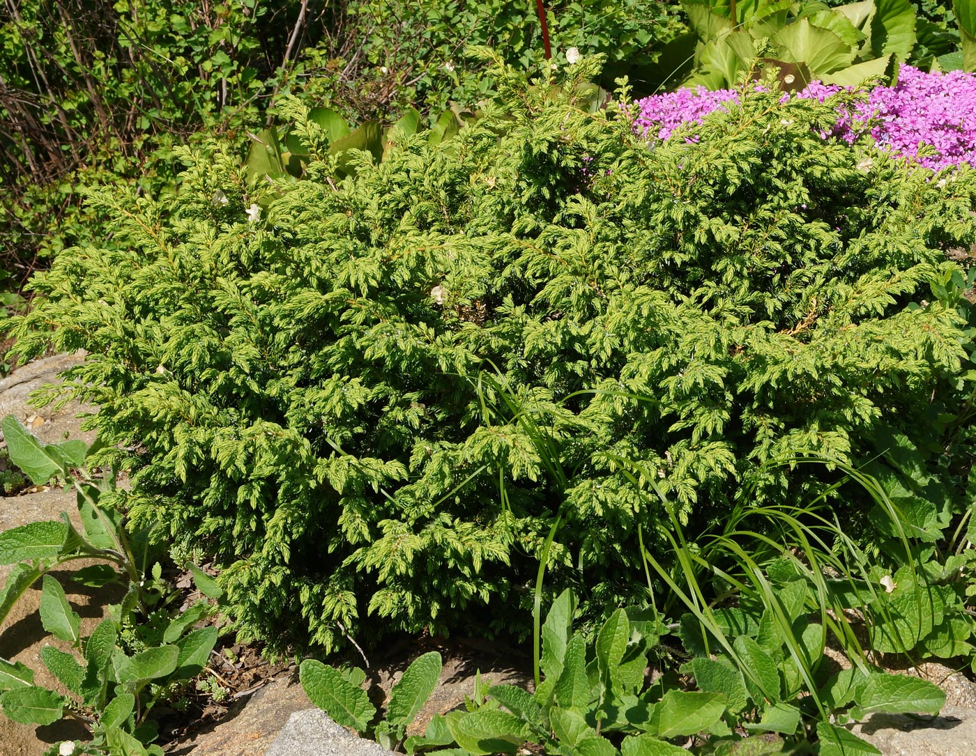 Image of Juniperus sibirica specimen.