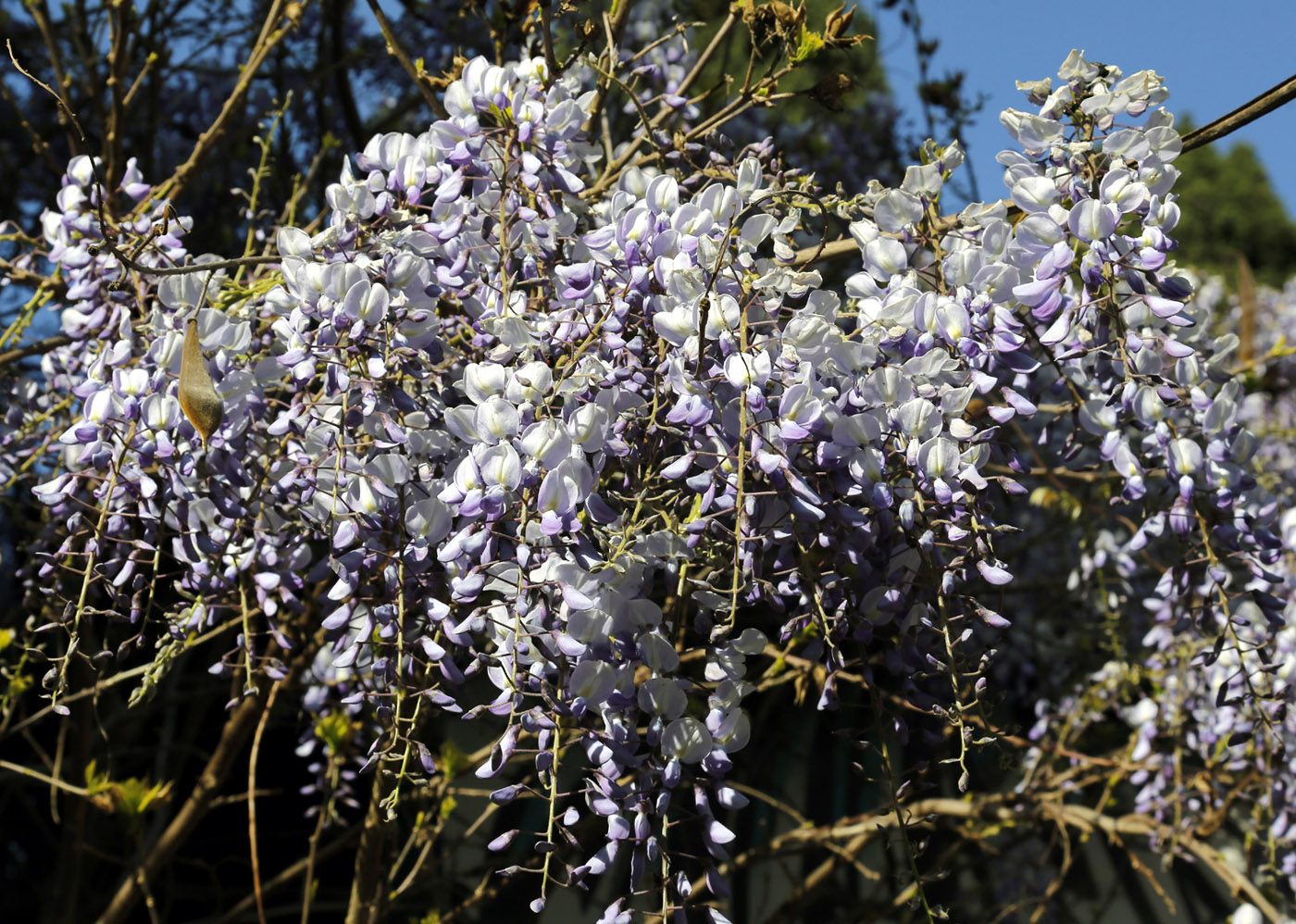 Image of Wisteria sinensis specimen.