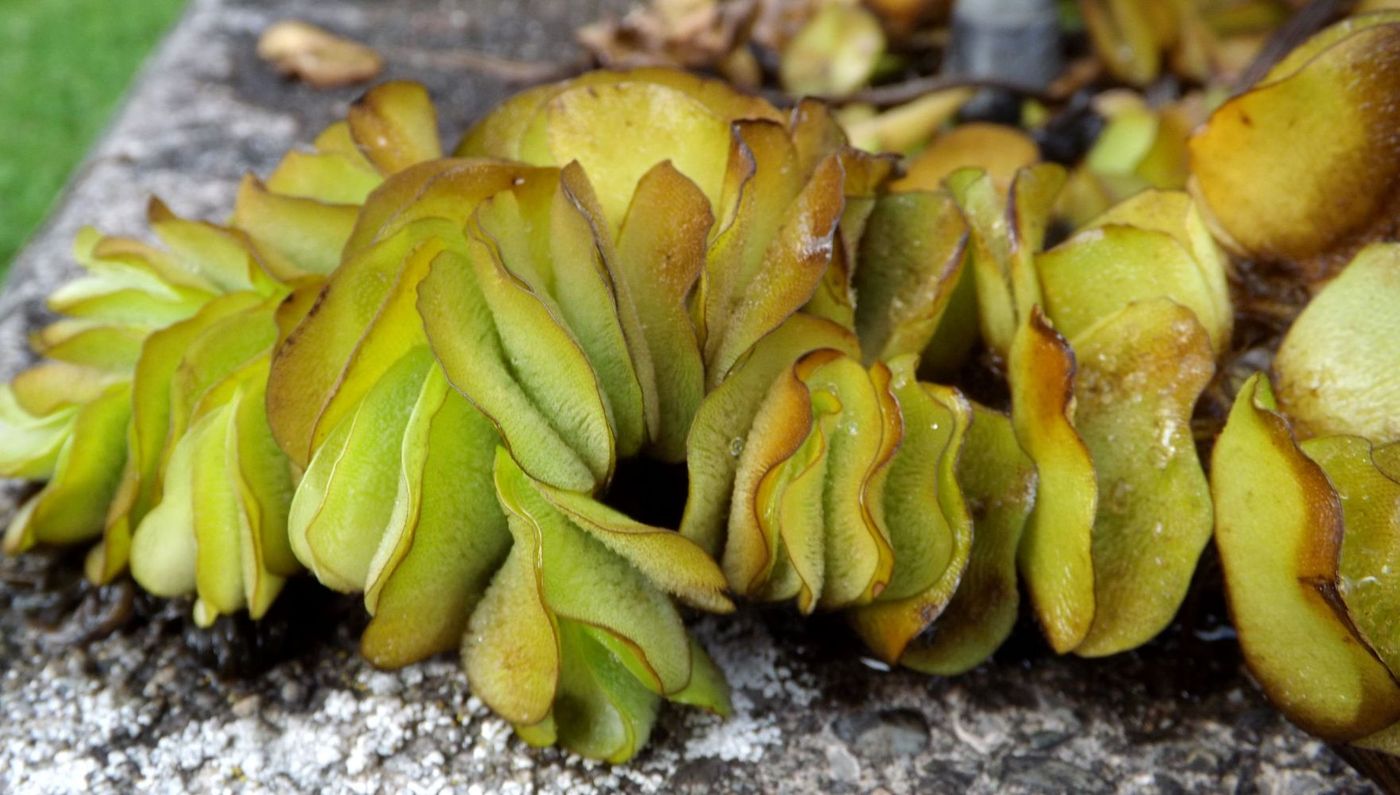 Image of Salvinia molesta specimen.