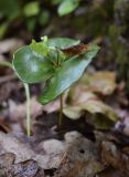 Fagus sylvatica. Проросток с молодыми листьями (основной побег отмер). Испания, автономное сообщество Каталония, провинция Жирона, комарка Ла-Гарроча, подр-н (субкомарка) де Олот, муниципалитет Санта-Пау, буковый лес Фажеда д’эн Жорда. 14.05.2017.