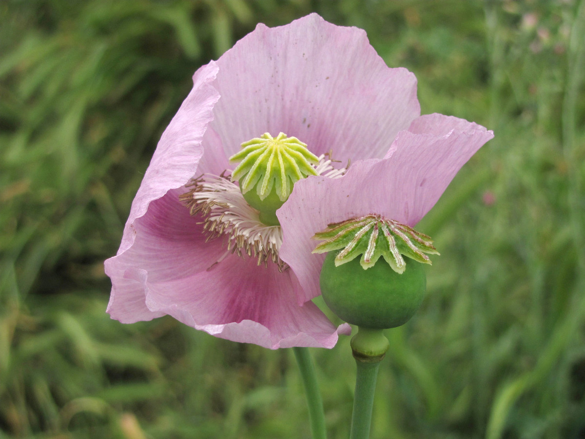 Изображение особи Papaver somniferum.