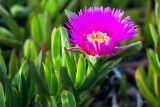 Carpobrotus acinaciformis. Верхушка цветущего растения. Израиль, г. Тель-Авив, возле моря. 07.04.2018.