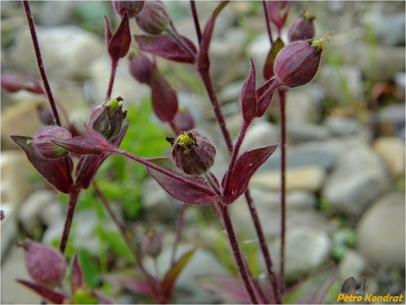 Изображение особи Melandrium dioicum.