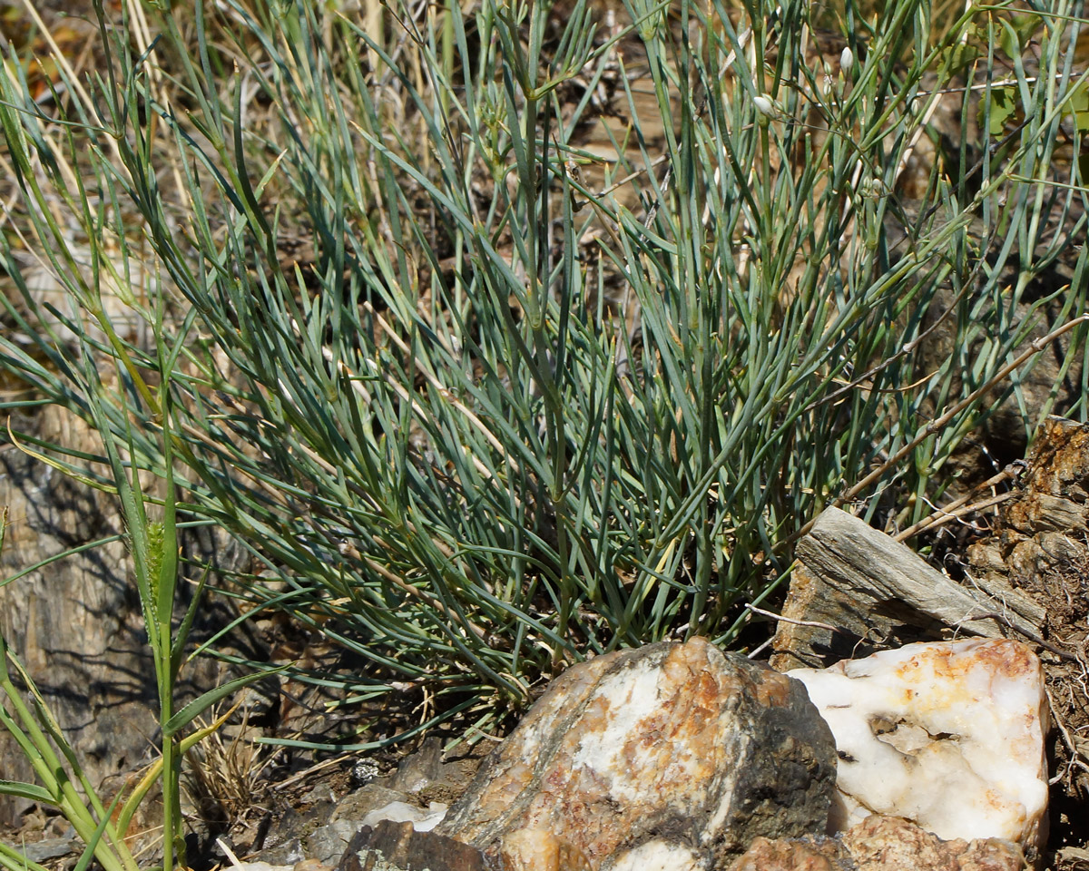 Image of Gypsophila patrinii specimen.