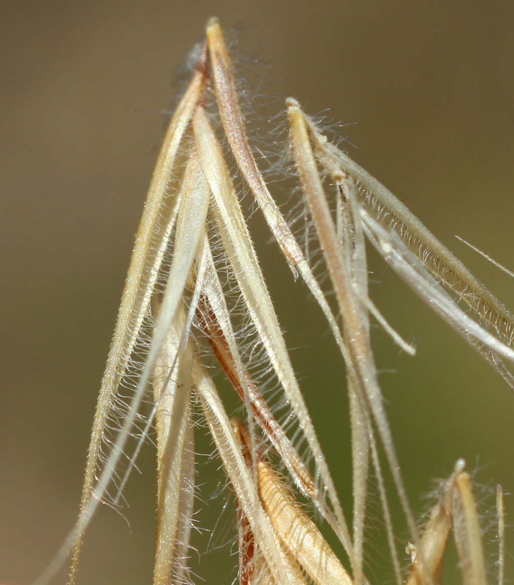 Image of Vulpia ciliata specimen.