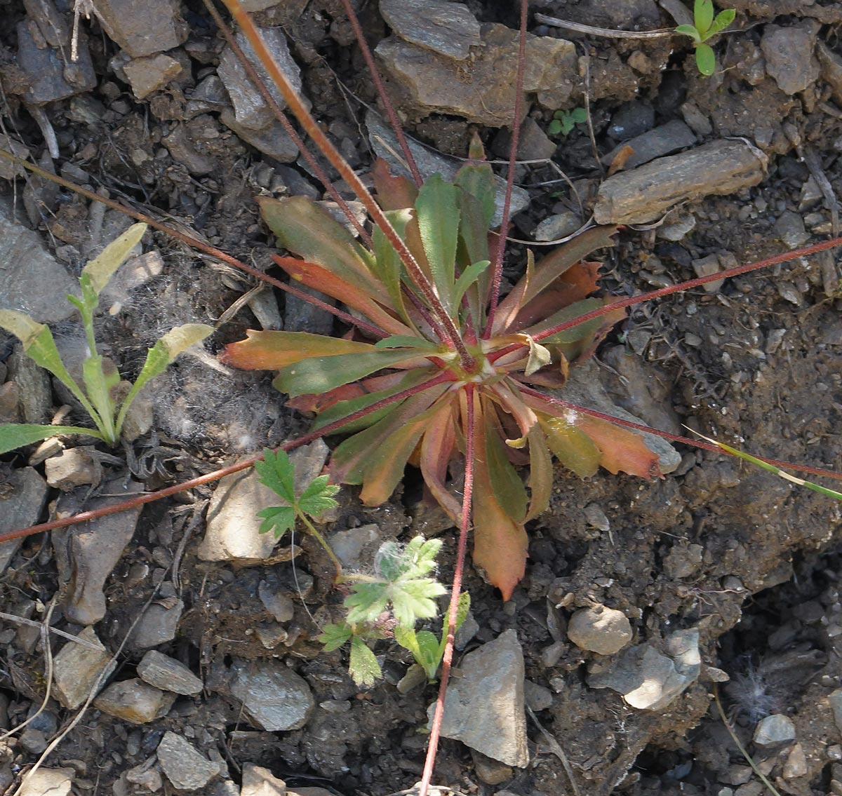 Image of Androsace septentrionalis specimen.