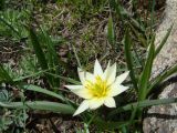 Tulipa dasystemonoides