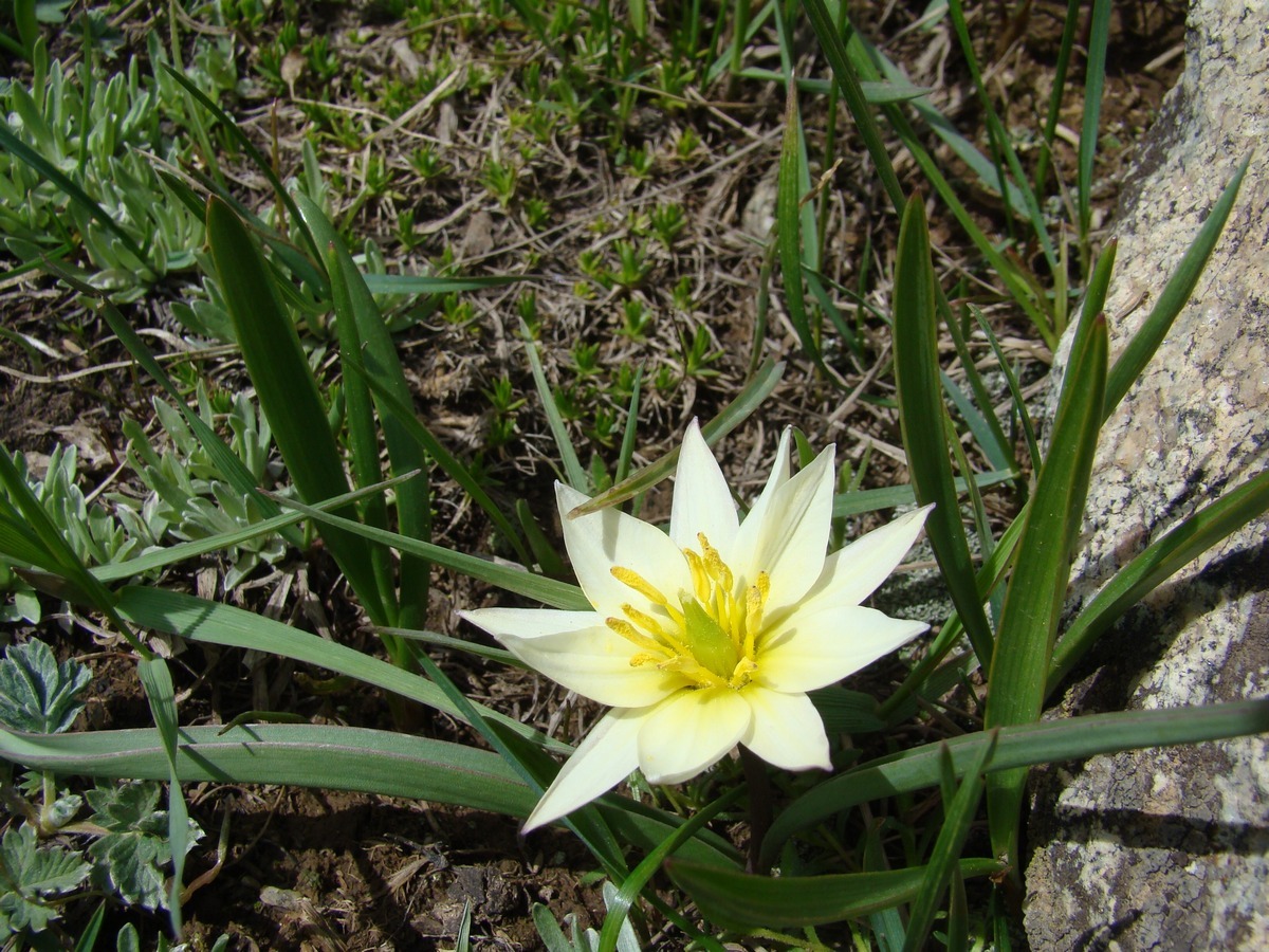 Image of Tulipa dasystemonoides specimen.