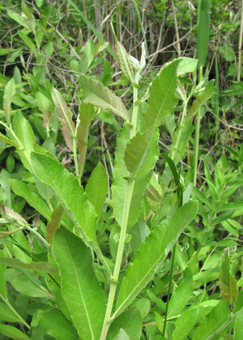 Изображение особи Salix cinerea.