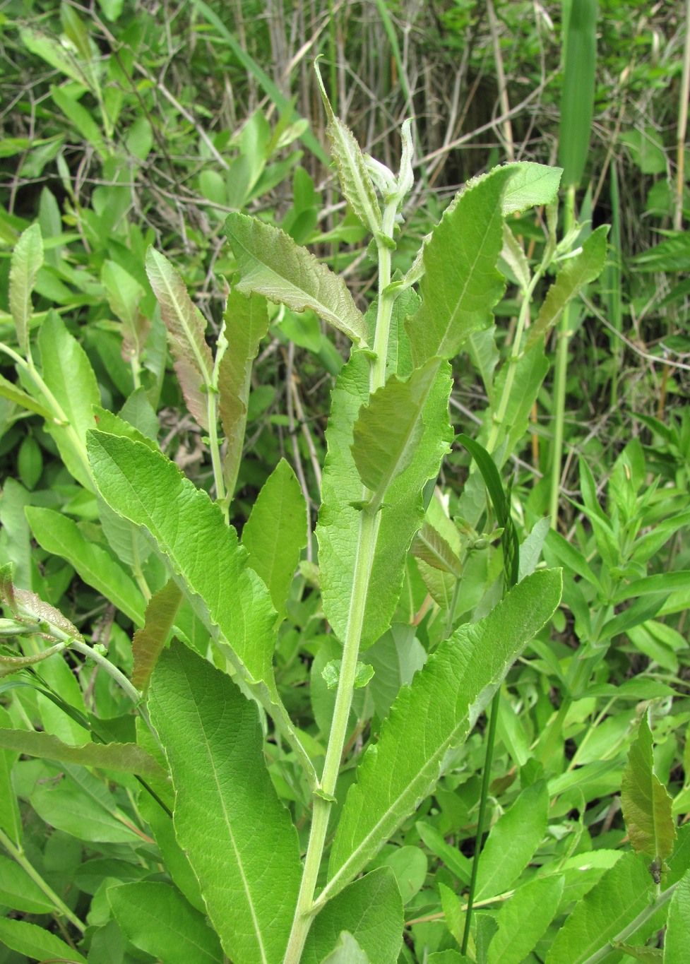 Image of Salix cinerea specimen.