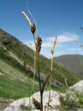 Carex litwinovii