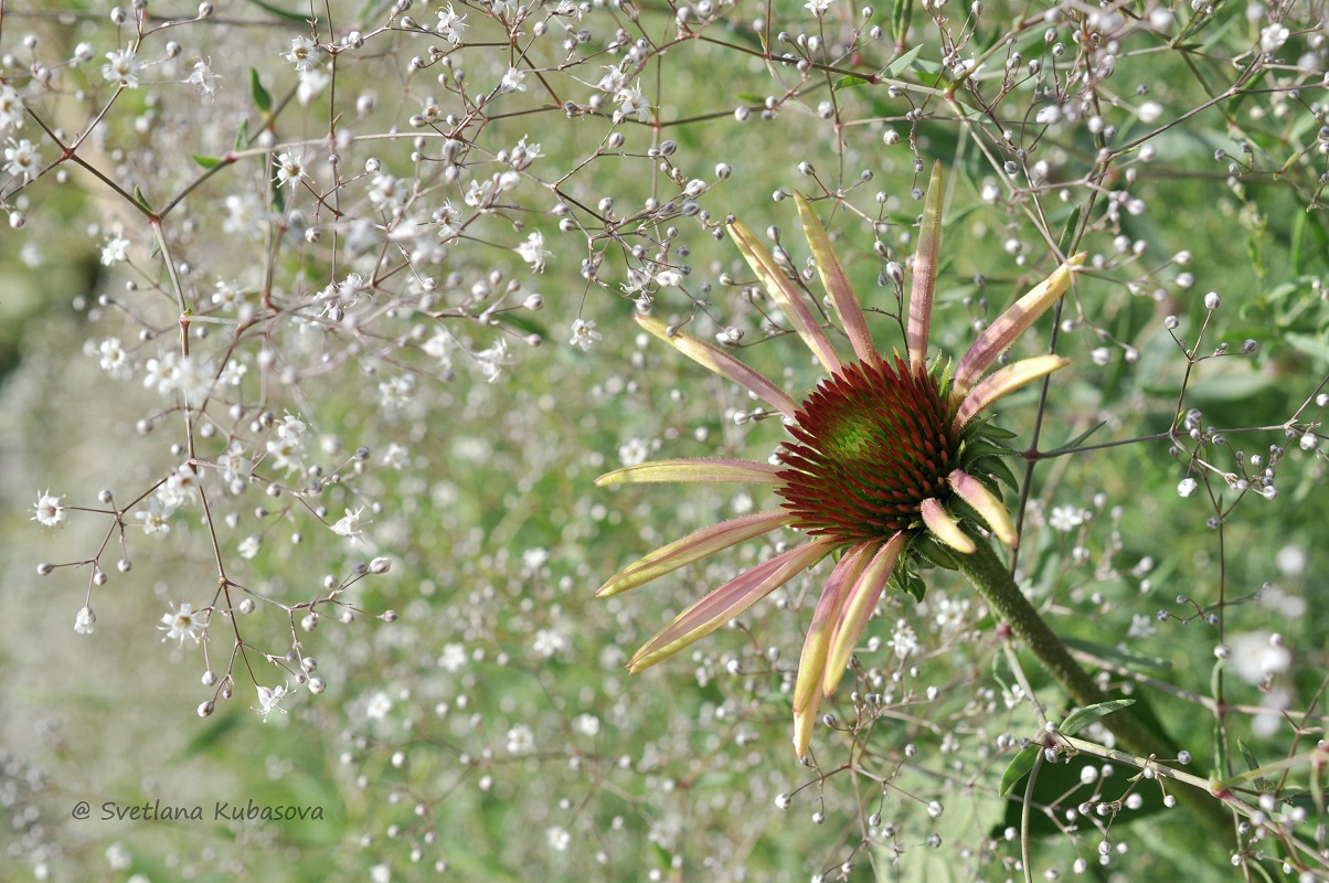 Изображение особи Echinacea purpurea.