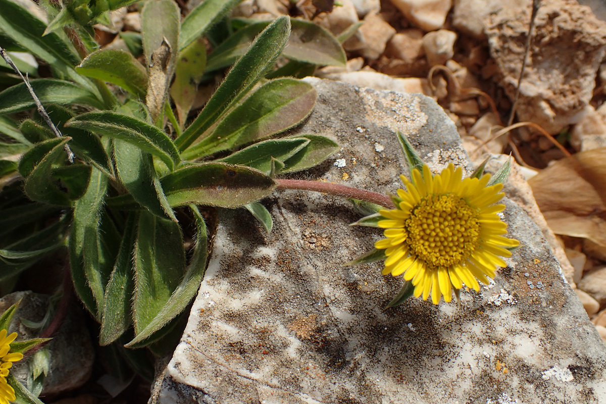 Изображение особи Pallenis spinosa.