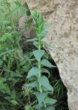 Linaria genistifolia. Верхушка побега. Дагестан, г/о Махачкала, гора Тарки-Тау, у скал. 05.05.2018.