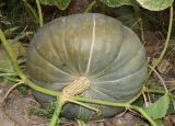 Cucurbita maxima