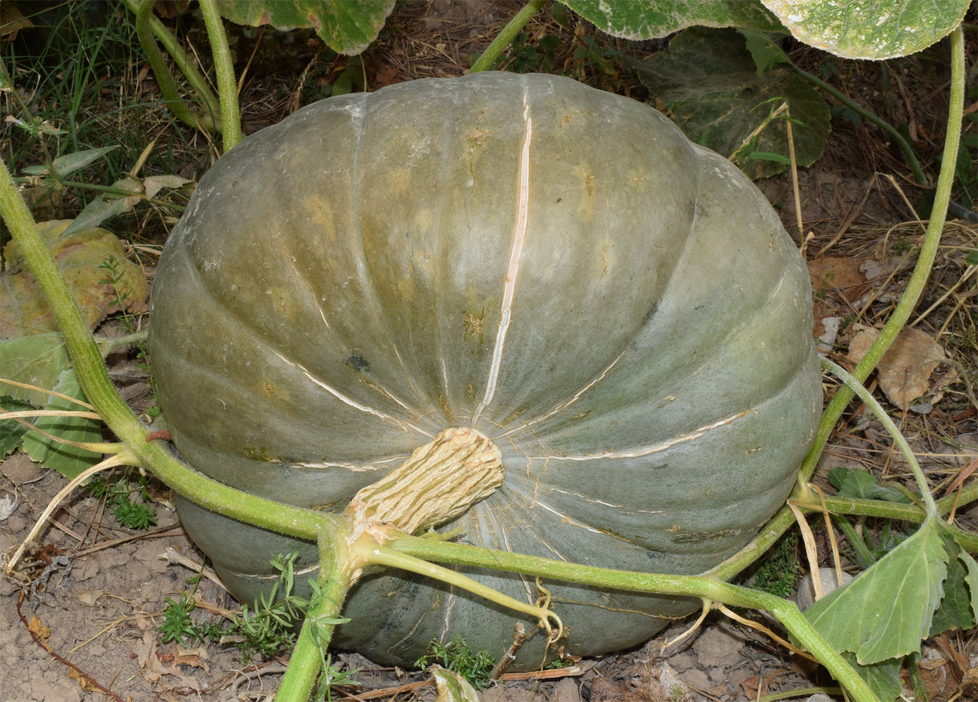 Image of Cucurbita maxima specimen.