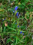 Gentiana pneumonanthe. Цветущее растение. Московская обл., Шатурский р-н, долина р. Поля, окраина прибрежного ивняка. 18.08.2018.