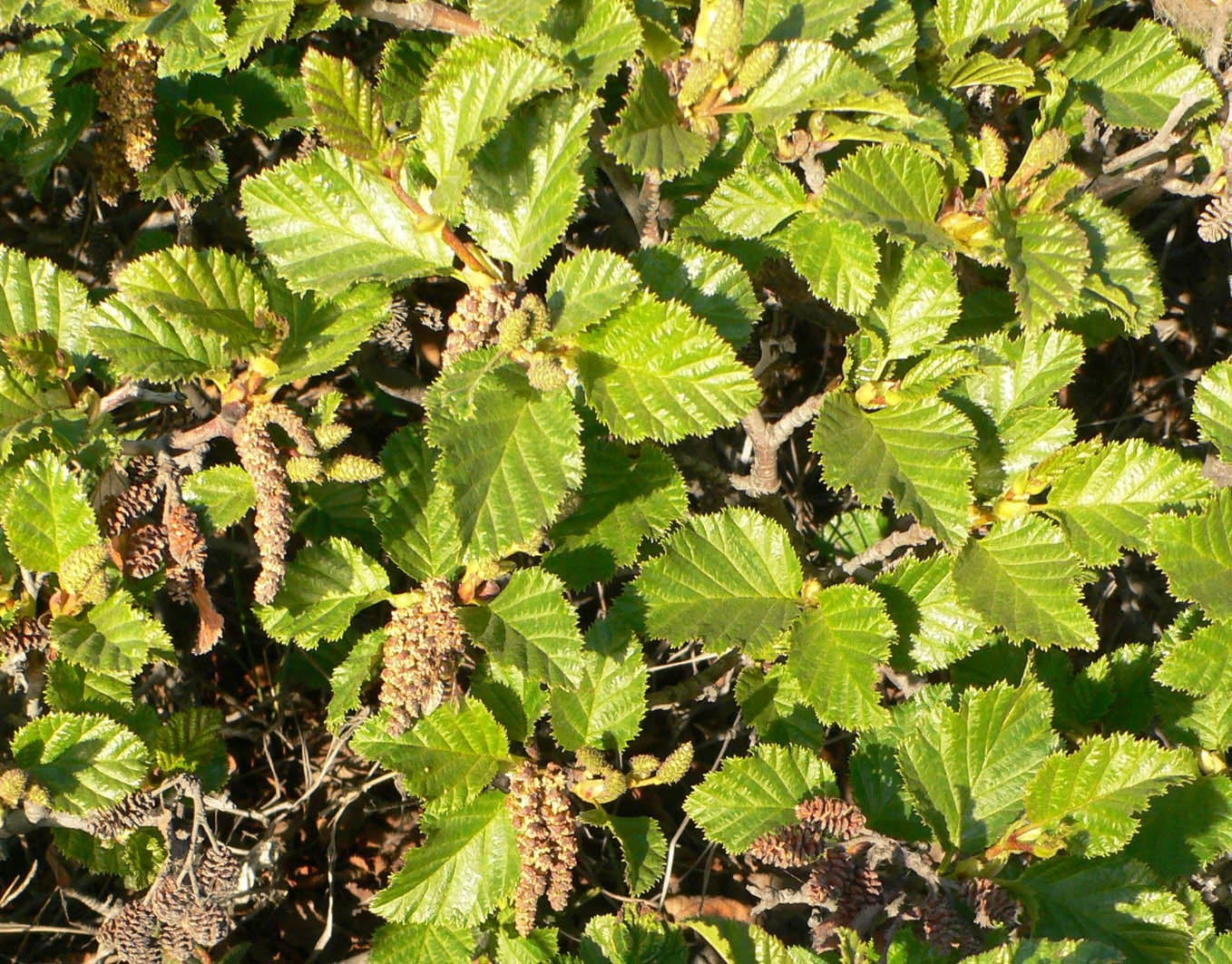 Image of Duschekia fruticosa specimen.