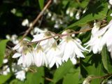 род Deutzia