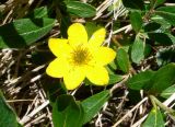 genus Ranunculus