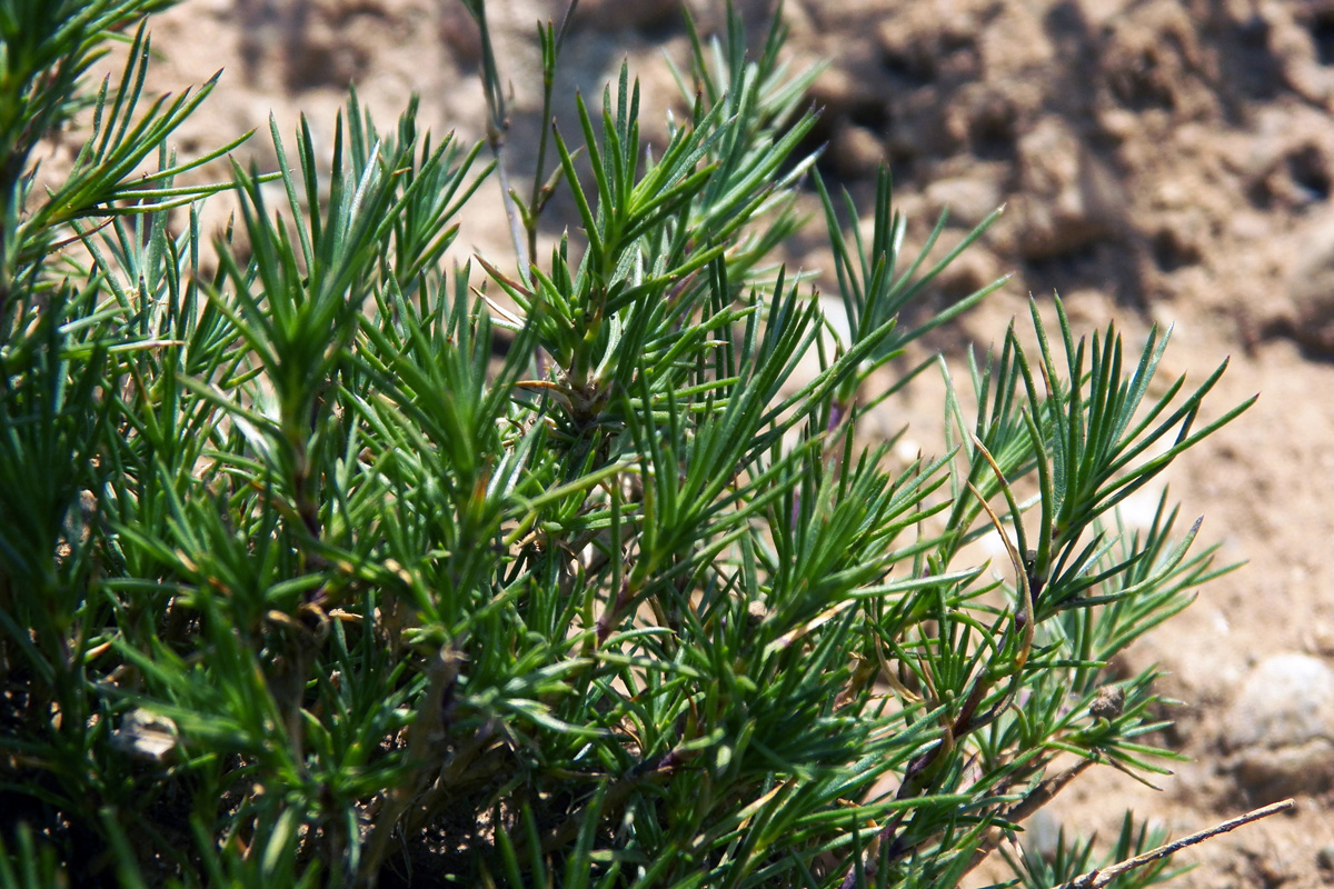 Image of Eremogone griffithii specimen.