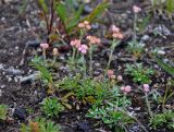 Antennaria dioica