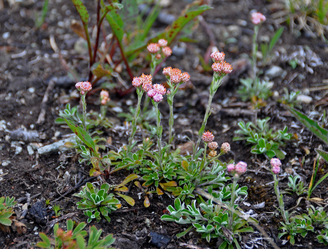 Изображение особи Antennaria dioica.