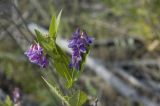 Vicia unijuga