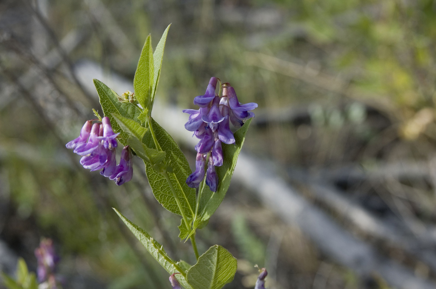 Изображение особи Vicia unijuga.